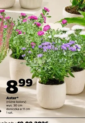 Aster promocja w Netto