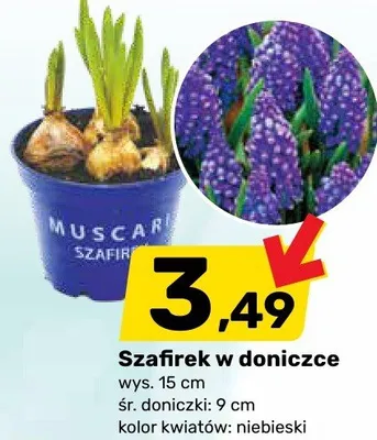 Szafirek w doniczce promocja w Bricomarche