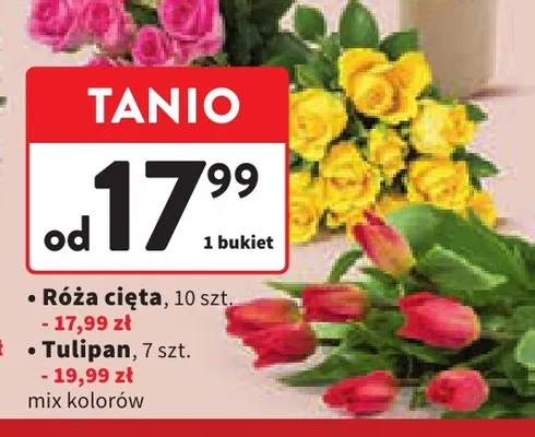 Tulipan promocja w Intermarche