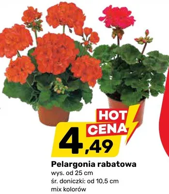 Pelargonia rabatowa promocja w Bricomarche