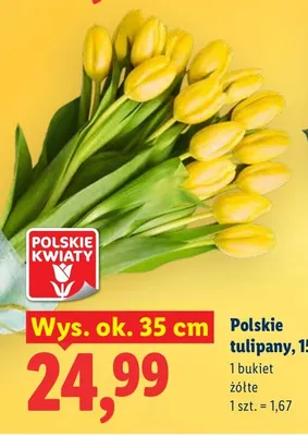 Polskie tulipany 35 cm promocja w Lidl
