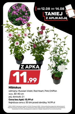 Hibiskus Pink Chiffon wys. 30-40 cm doniczka 2 l promocja w Bricomarche