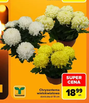 Chryzantema wielokwiatowa Tomaszewski promocja w Carrefour