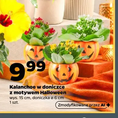 Kalanchoe w doniczce z motywem Halloween promocja w Netto