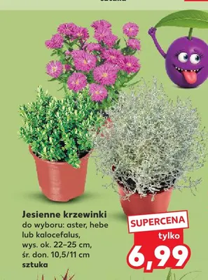 Jesienne krzewinki hebe promocja w Kaufland