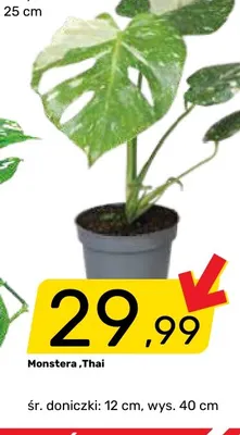 Monstera Thai promocja w Bricomarche