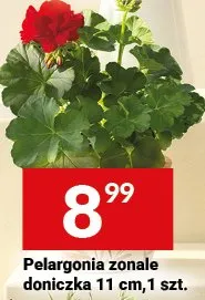 Pelargonia zonale doniczka 11cm promocja w Twój Market