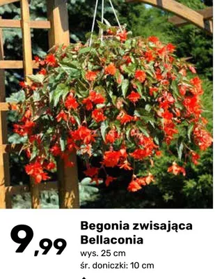 Begonia zwisająca Bellaconia promocja w Bricomarche