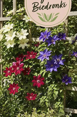 Roślina Clematisy, różne kolory promocja w Biedronka