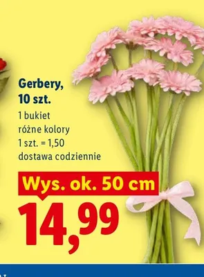 Gerbery 10-pak promocja w Lidl