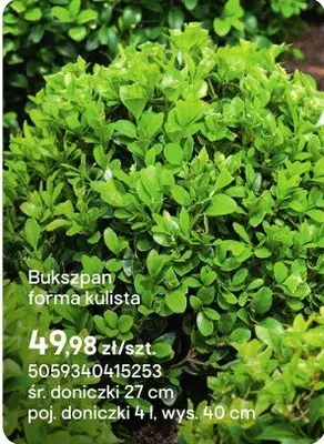 Bukszpan forma kulista promocja w Castorama