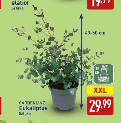 Eukaliptus Gardenline promocja w Aldi