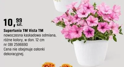 Supertunia TM Vista TM nowoczesna kaskadowa odmiana, różne kolory promocja w OBI