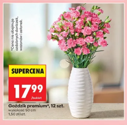 Goździk premium wysokość 50cm promocja w Biedronka