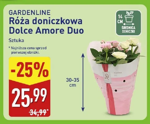 Róża doniczkowa Dolce Amore Duo  promocja w Aldi