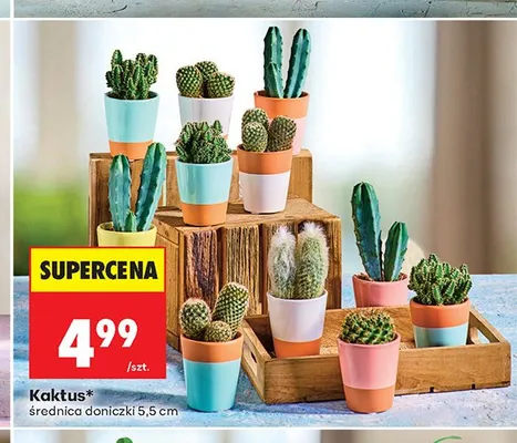 Kaktus promocja w Biedronka