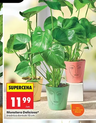 Monstera Deliciosa średnica doniczki 13 cm promocja w Biedronka