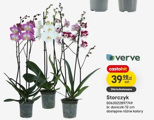 Storczyk verve śr. doniczki 12cm promocja w Castorama