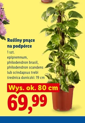 Roślina pnąca na podpórce Epipremnum promocja w Lidl