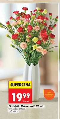 Goździki Carnaval 12 sztuk wysokość 50 cm promocja w Biedronka