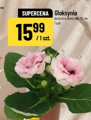 Gloksynia promocja w POLOmarket