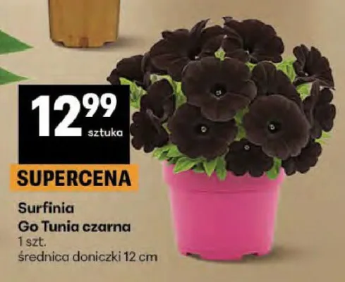 Surfinia Go Tunia czarna promocja w Delikatesy Centrum