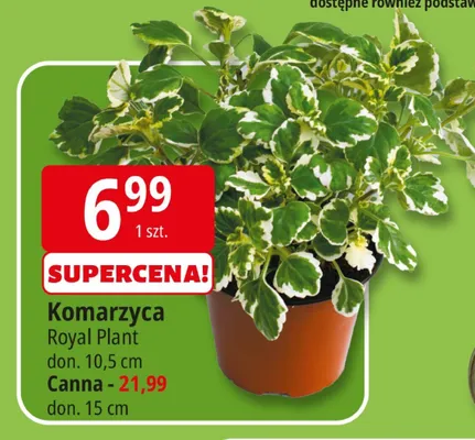 Komarzyca Royal Plant promocja w Leclerc