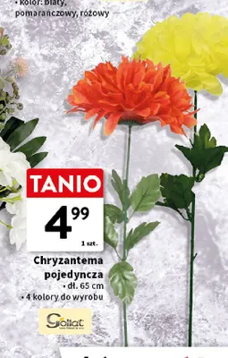 Chryzantema pojedyncza Goliat promocja w Intermarche