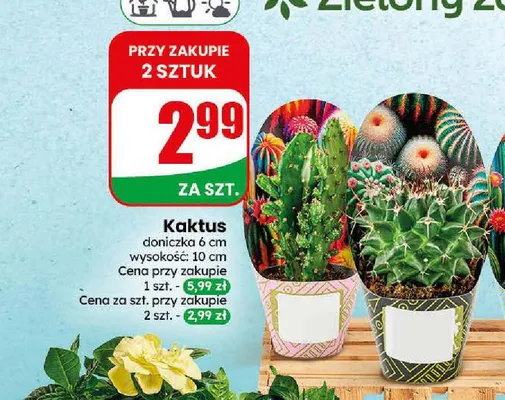 Kaktus promocja w Dino