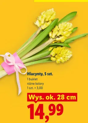 Hiacynty, 5 szt., różne kolory promocja w Lidl
