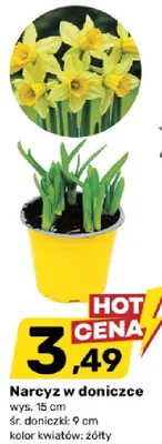 Narcyz w doniczne promocja w Bricomarche