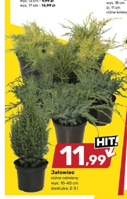 Jałowiec wys. 10-40 cm doniczka 2-3 l promocja w Bricomarche