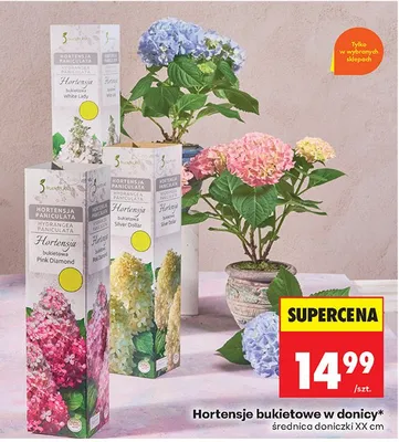 Hortensja bukietowa White Lady w donicy promocja w Biedronka