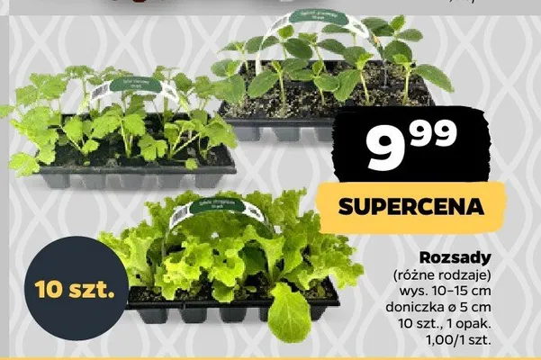 Rozsady promocja w Netto
