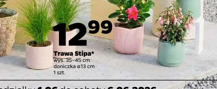 Trawa Stipa wys. 35-45cm doniczka ø 13cm promocja w Netto