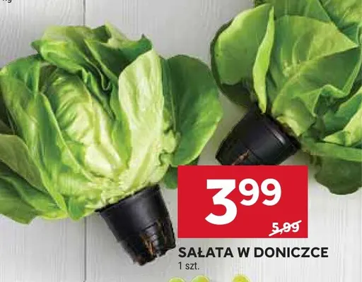 Sałata w doniczce promocja w Stokrotka
