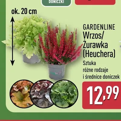 Żurawka (Heuchera) Gardenline promocja w Aldi