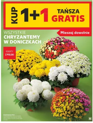 Chryzantemy w doniczkach promocja w Kaufland