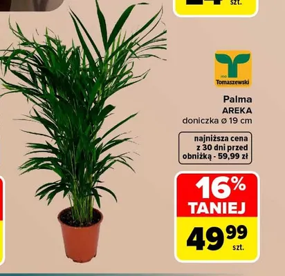 Palma areka Tomaszewski promocja w Carrefour