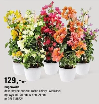 Roślina Bugenwilla promocja w OBI