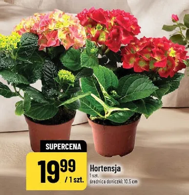 Hortensja promocja w POLOmarket