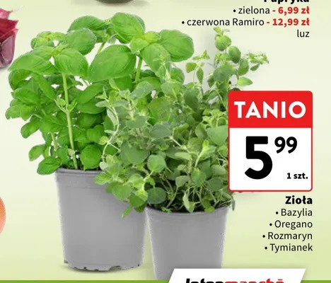 Zioła oregano promocja w Intermarche