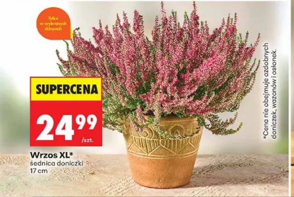 Wrzos Xl promocja w Biedronka