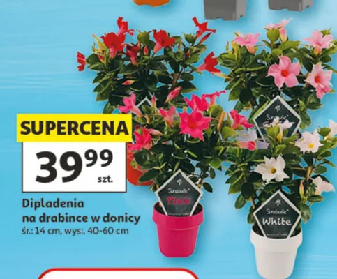 Dipladenia na drabince w donicy promocja w Auchan