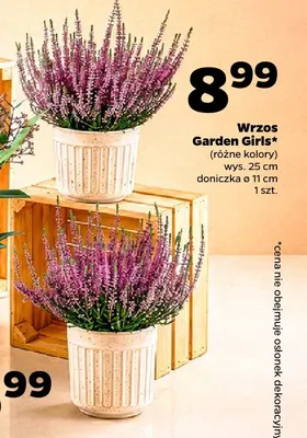 Wrzos Garden Girls wys. 25 cm promocja w Netto