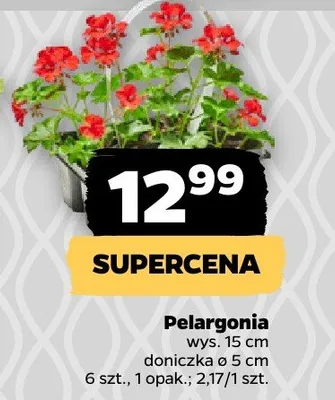 Pelargonia promocja w Netto