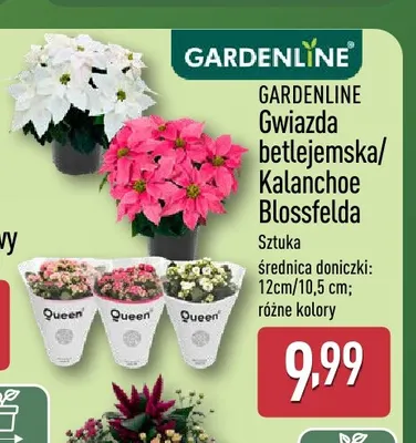 Gwiazda betlejemska Gardenline promocja w Aldi