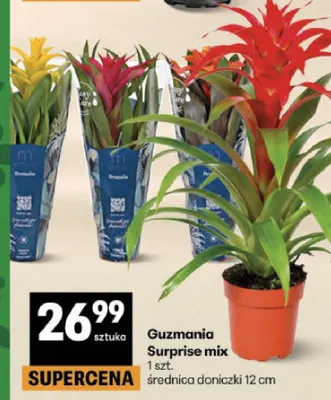 Guzmania Surprise mix promocja w Delikatesy Centrum