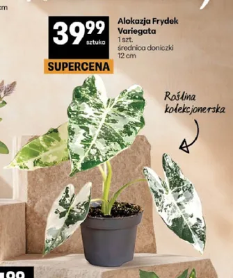 Alokazja Frydek Variegata promocja w Delikatesy Centrum
