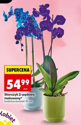 Storczyk 2-pędowy malowany promocja w Biedronka